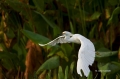 Snowy-Egret;Flight;one-animal;close-up;color-image;nobody;photography;day;outdoo